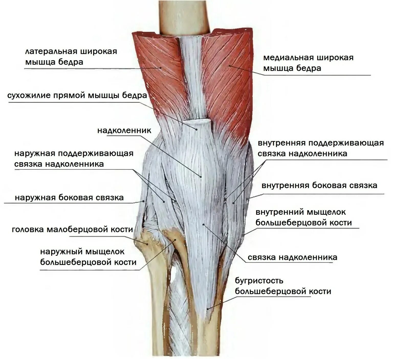 Сухожилие бедро задняя. Строение колена связки и мышцы и сухожилия. Коленный сустав связки и сухожилия анатомия. Строение колена связки и мышцы сбоку.