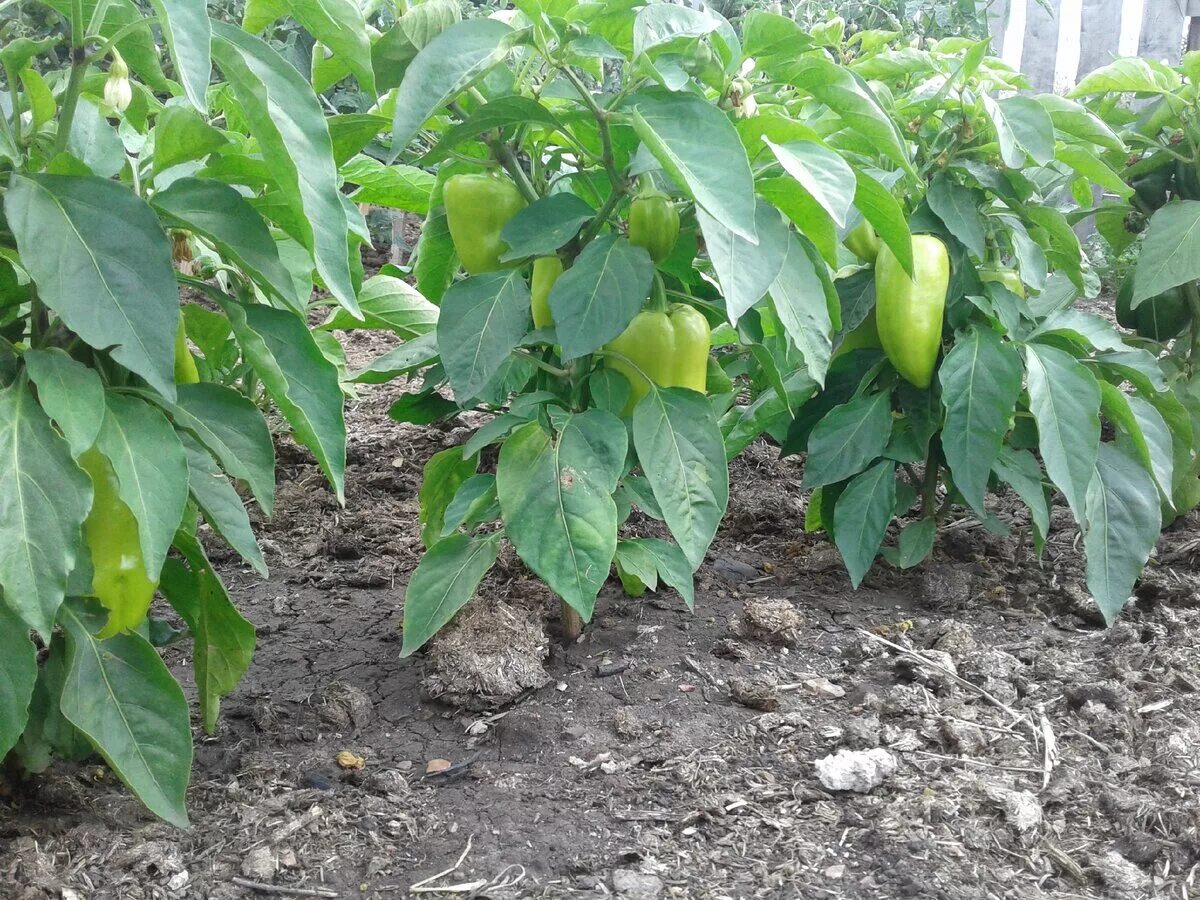 посев перцев на рассаду. когда сажать перец в 24 году. когда сажать перец в 24 году. когда сажать перец. рассада перца всходы.