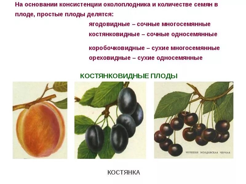 Наличие околоплодника. Костянка односемянный или многосемянный плод. Смородина односемянный или многосемянный плод. Костянковидные плоды. Генеративные плоды.