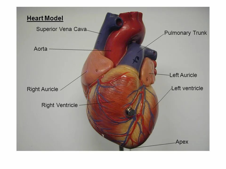 Cordis латынь. Apex сердце. Сердце по латыни. Верхушка сердца (Apex CORDIS):. Vortex CORDIS сердце.