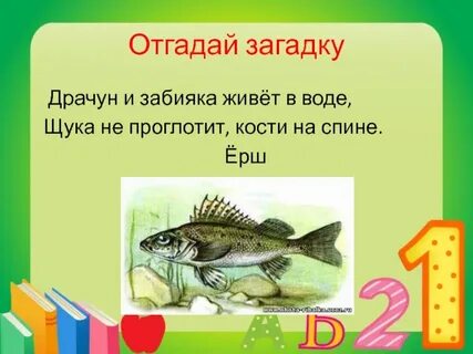 Загадка щука хвостом