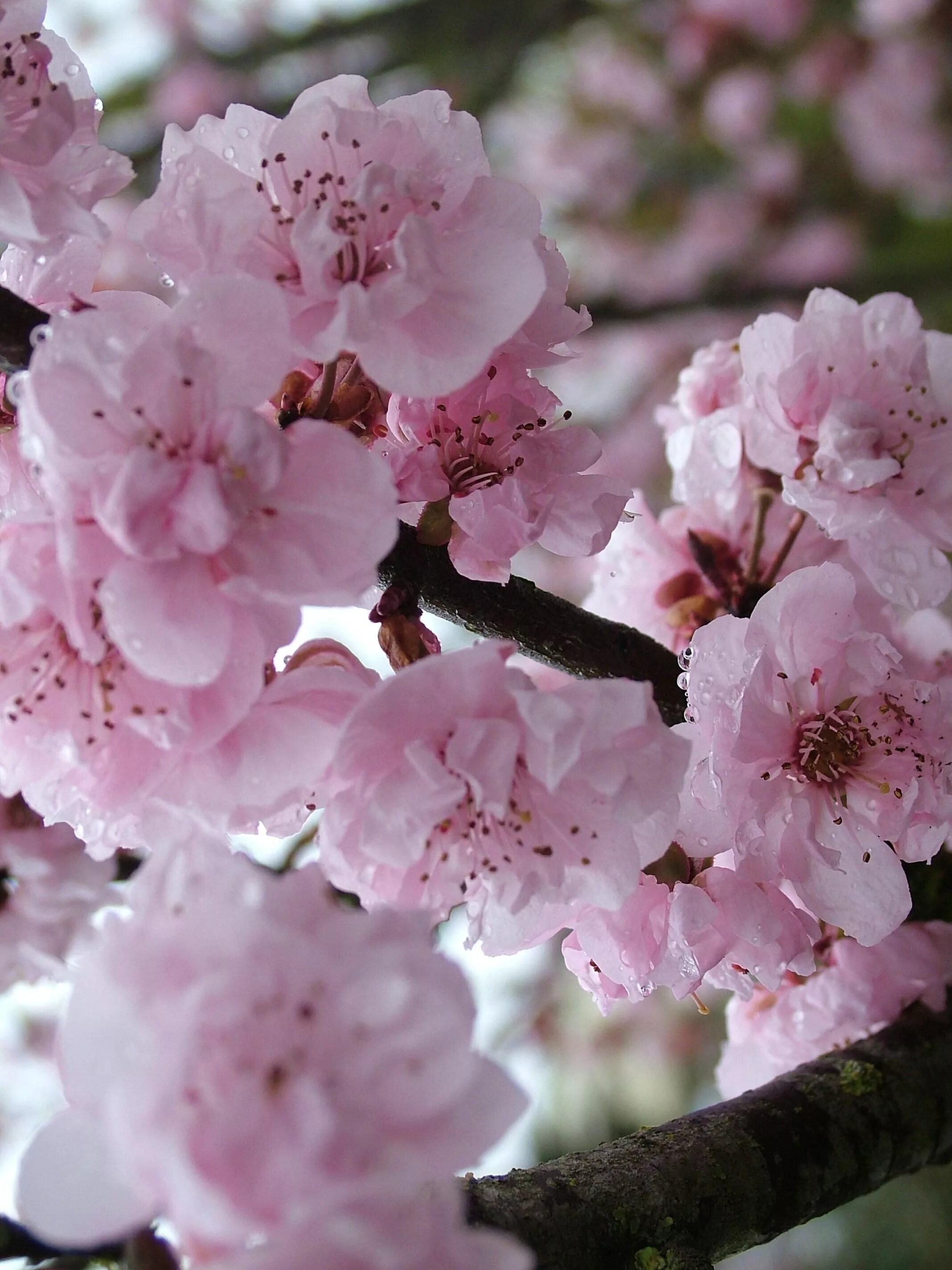 Японская слива Умэ. Яблоня черри блоссом. Сакура дерево Prunus Rosaceae. Прунус цветок. Как цветет слива