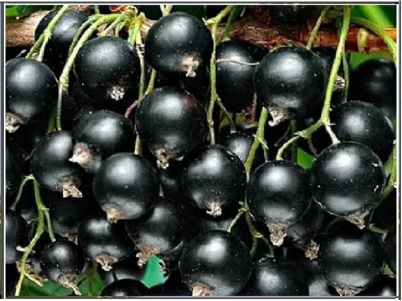 Лучшие сорта смородины
