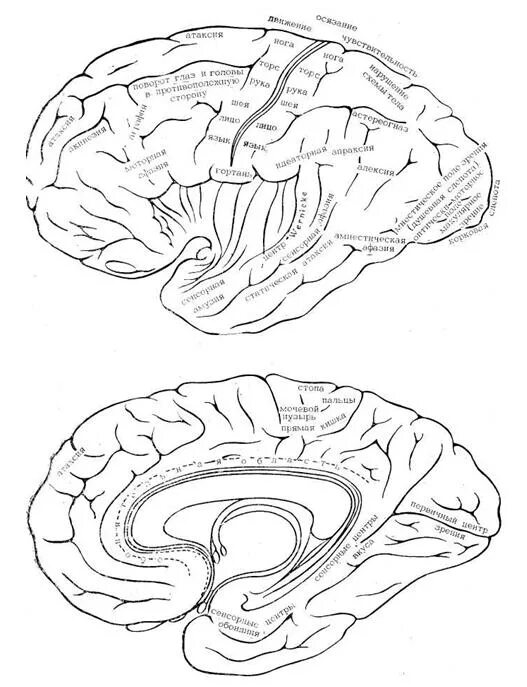 Ирритация коры головного мозга. Локализация функций в коре полушарий мозга. Борозды и извилины коры головного мозга локализация функций в коре.