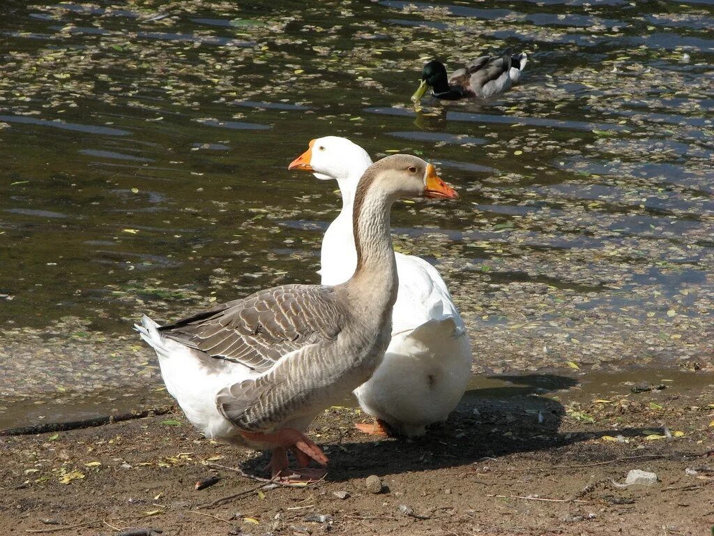 веселые гуси. гусь. влюбленные гуси. гуси один серый другой белый. серый и белый гусь на белом фоне.