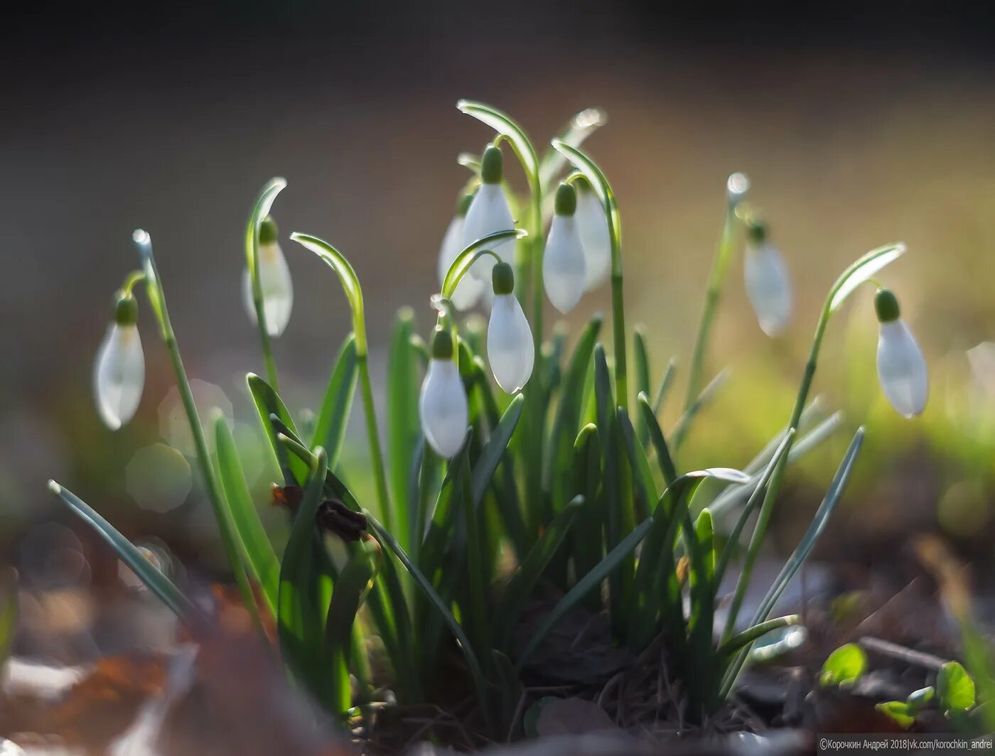доброе весеннее утро с подснежниками. подснежники в снегу. весенние цветы зеленые белые. обои на рабочий стол подснежники. подснежники в белой вазе.