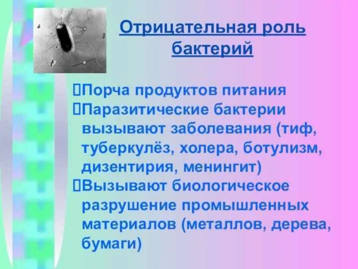 Плюсы бактерий в жизни человека. Положительная и отрицательная роль бактерий. Положительная роль микроорганизмов. Отрицательная роль бактерий в жизни человека. Положительные и отрицательные качества бактерий.