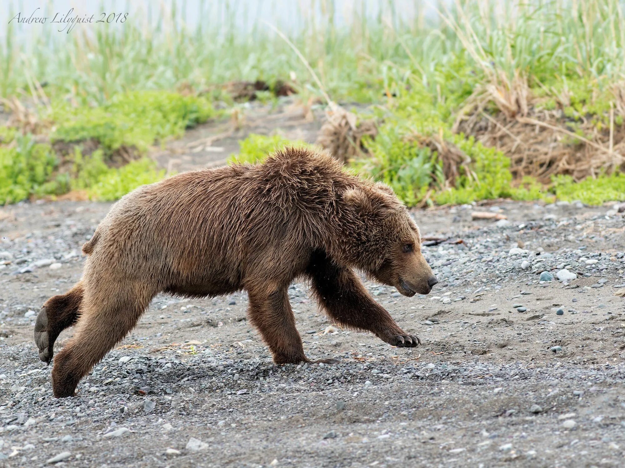 Бурый медведь Михайло Потапыч. Медведь бежит. Медведь убегает. Медвежонок бежит.
