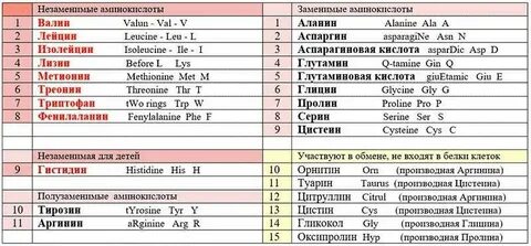20 заменимых аминокислот