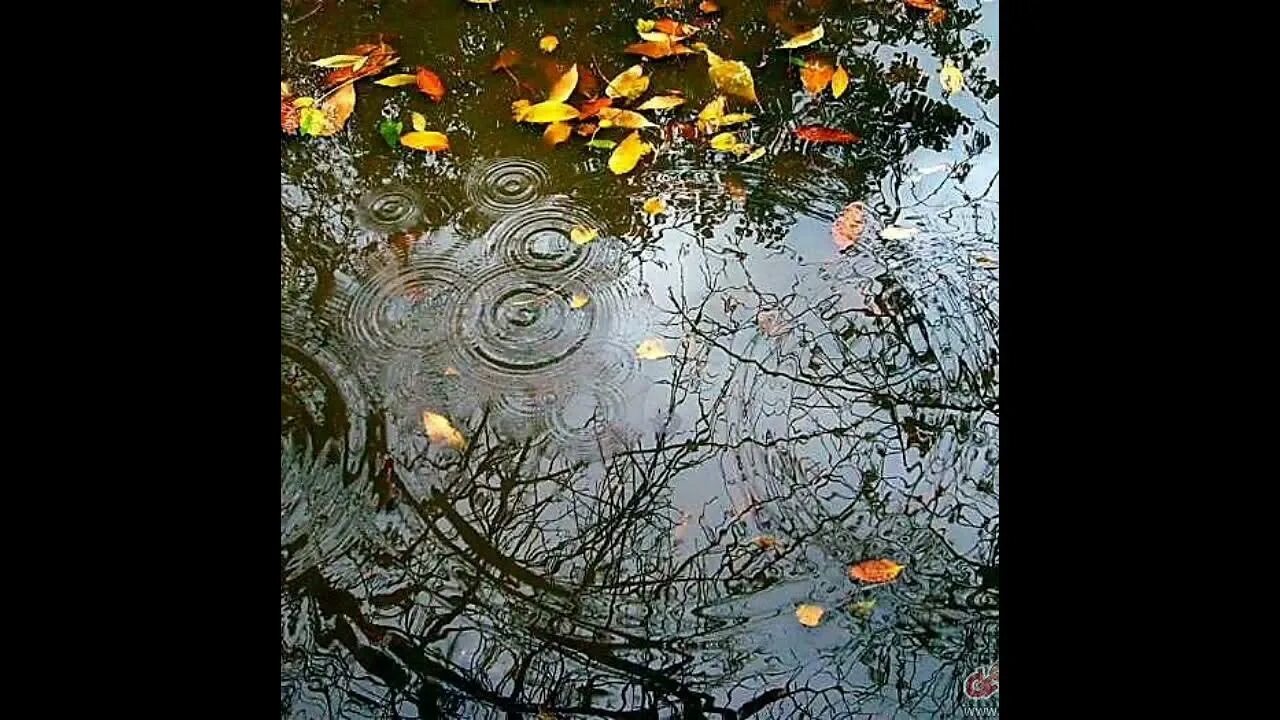 Осень дождь. Сильный осенний дождь. Листья под дождем. Осень плачет дождем. Осенняя музыка дождя
