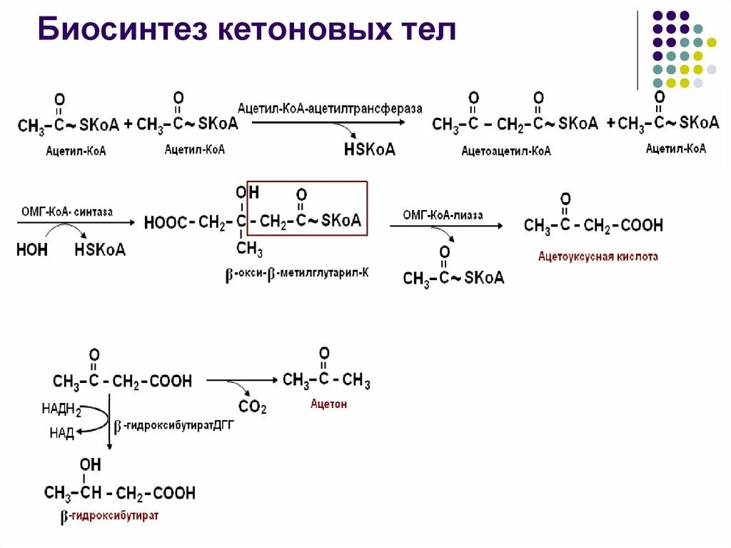 Схема синтеза кетоновых тел в биохимии. Синтез и использование кетоновых тел схема. Химические реакции синтеза кетоновых тел. Схема биосинтеза кетоновых тел. Превращение ацетил коа