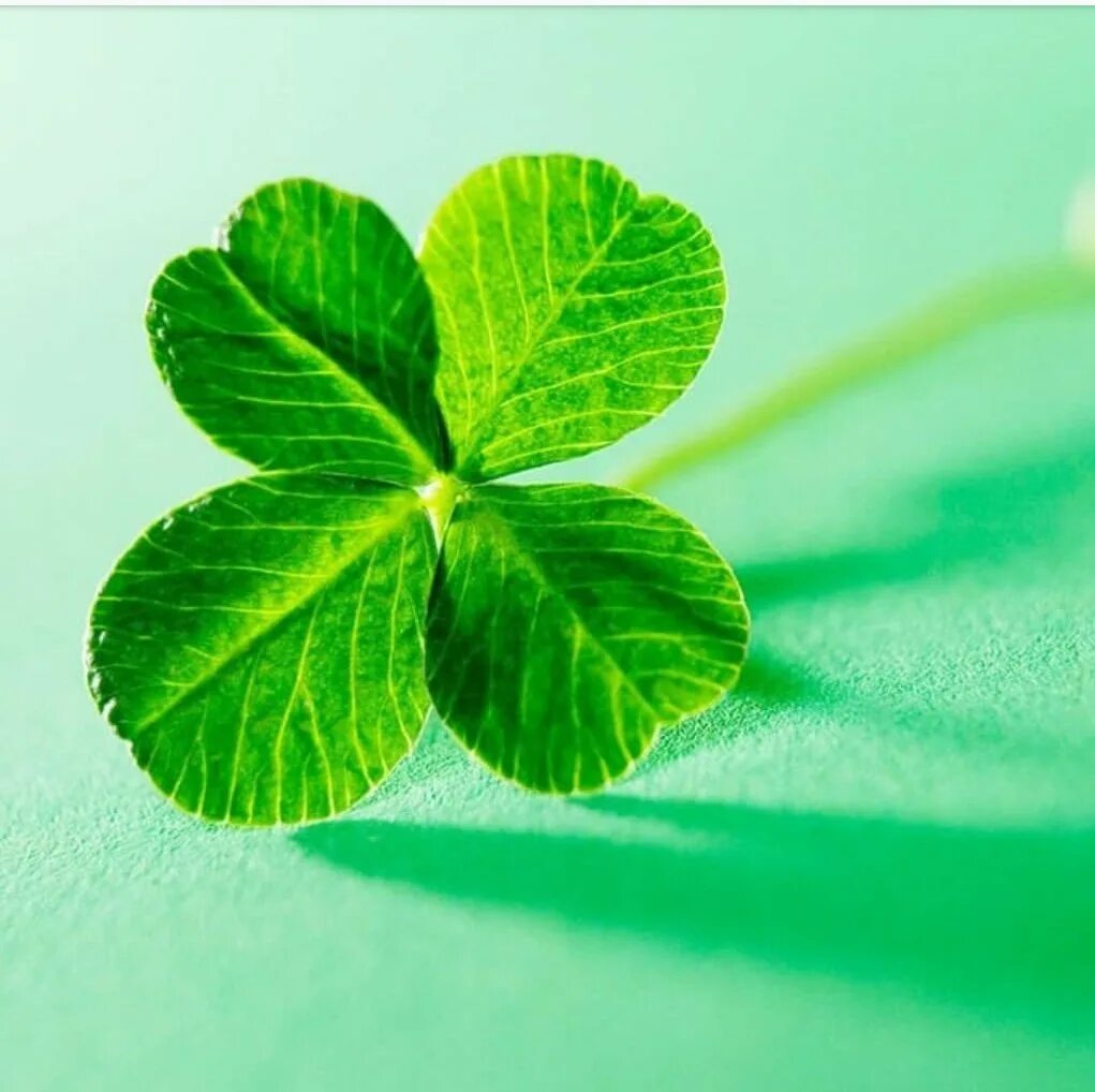 Цветы по знакам зодиака женщины. Какой цвет удачи. Везение. Мандала эзотерика. Пожелания процветания и успеха.