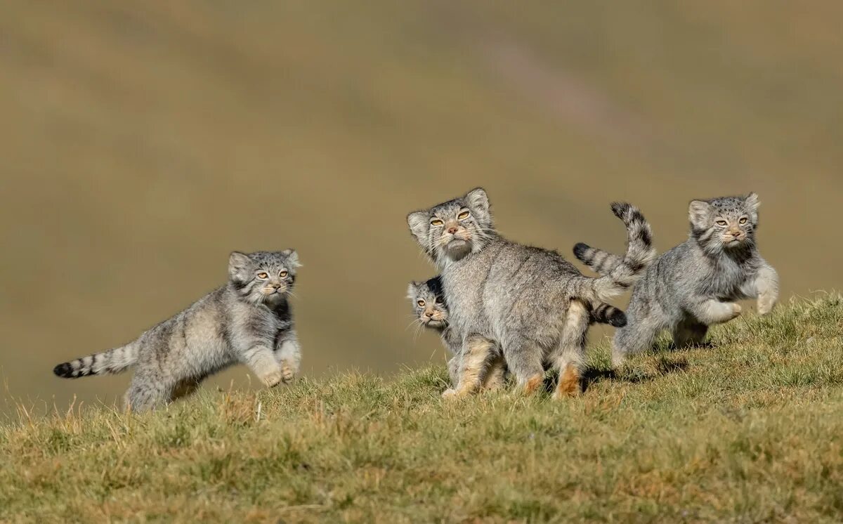 Wildlife photos. Манул в дикой природе. Манул котята.