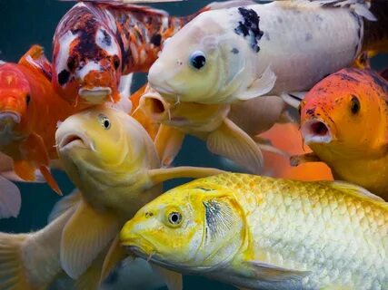Des poissons