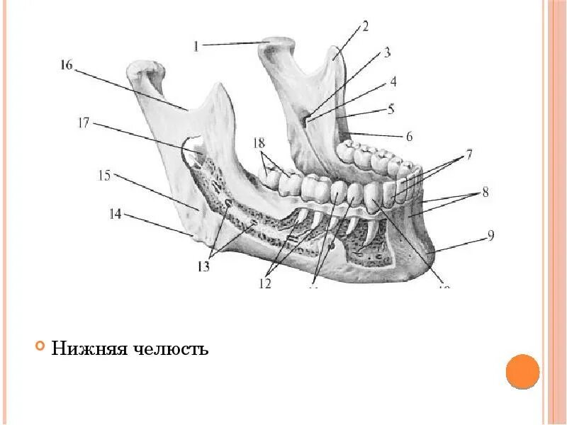 Анатомия нижней челюсти человека кости. Строение кости нижней челюсти. Анатомические структуры верхней челюсти. Щечный никбень нижней челюсти. Нижняя челюсть с другими костями черепа