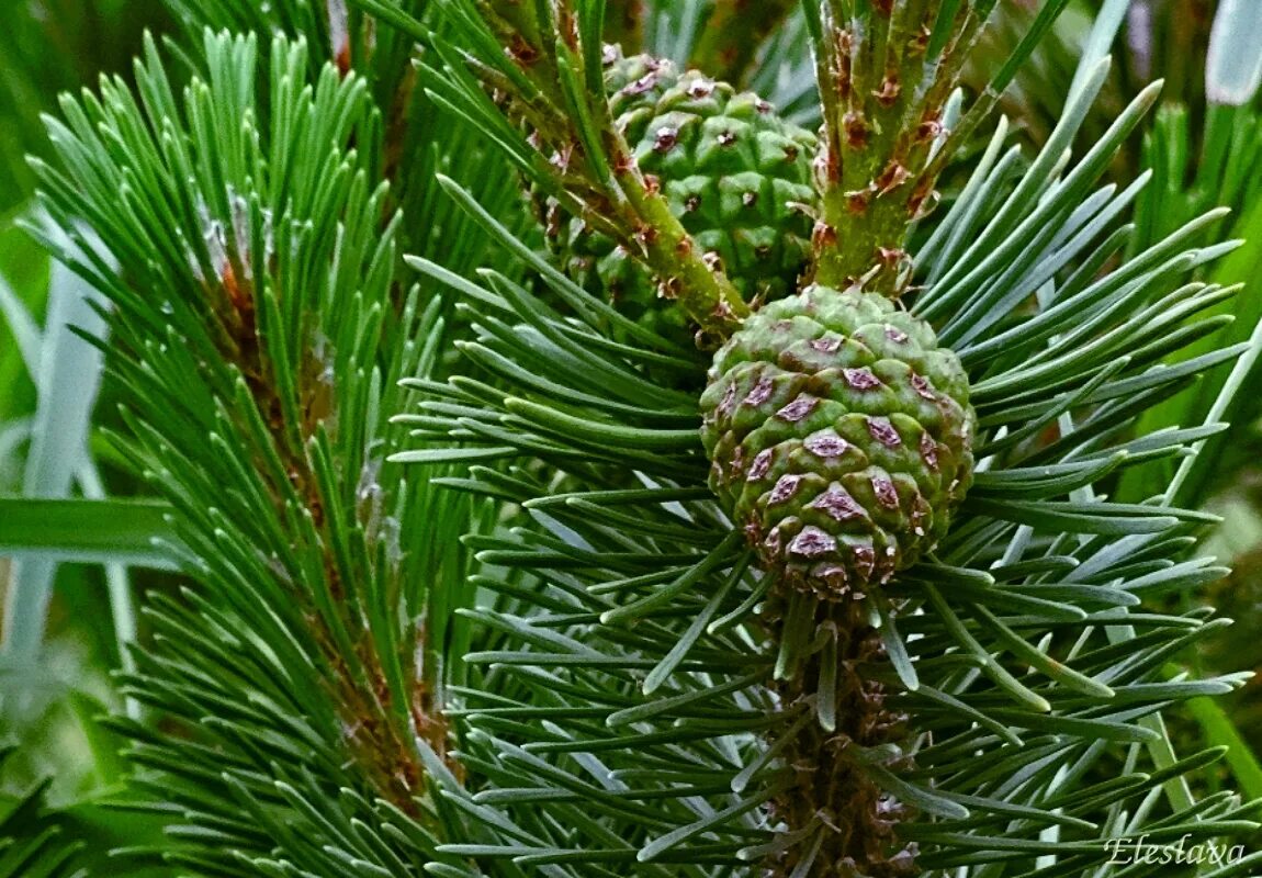 Кипарис вечнозеленый (cupressus sempervirens). Чилийская сосна плод. Пиния (pinus pinea). Шишка сосны pinus lambertiana. Хвойные плод.