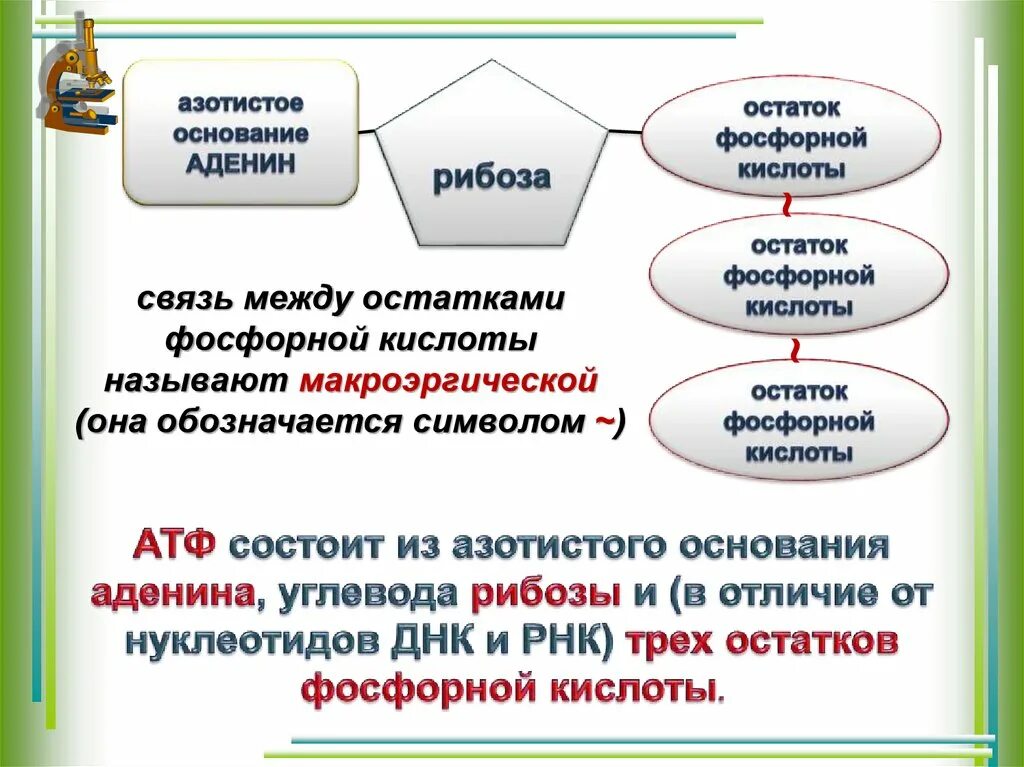 Связь между остатками фосфорной кислоты. Связь между фосфорными остатками. Тип связи между остатками фосфорной кислоты. Какая связь между остатками фосфорной кислоты.