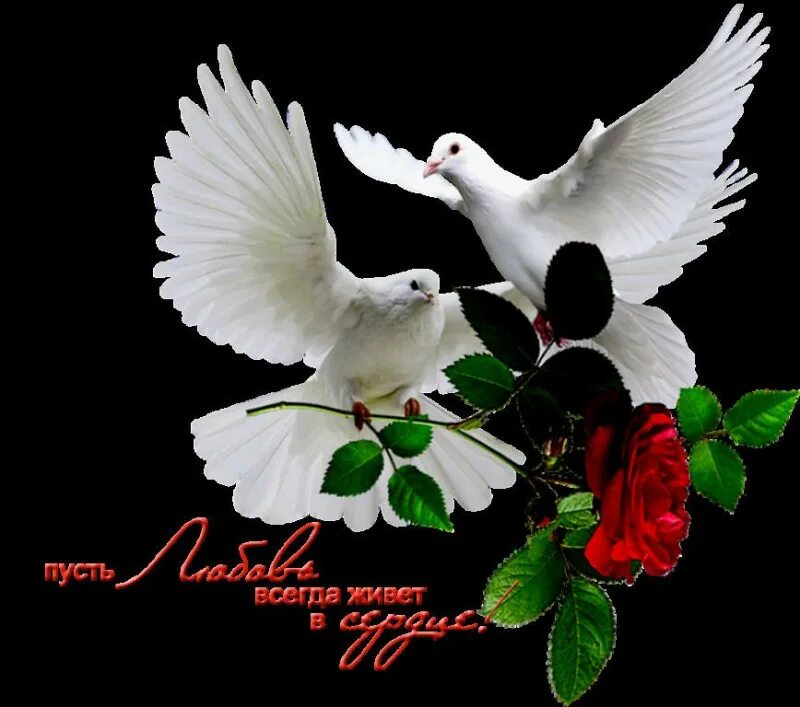 пусть будет счастье. пусть в вашем доме будет всё любовь покой уют богатство. пусть в вашем доме любовь живет. пусть в ваш дом заходит только добро и счастье. счастья мира и добра вашей семье.