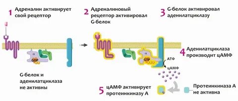 Цамф протеинкиназа