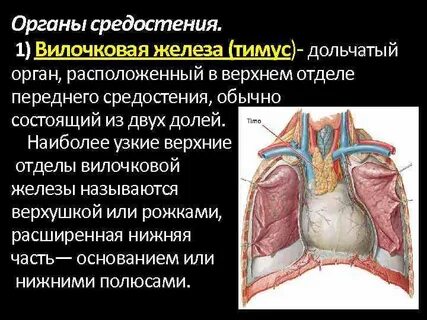 Редуцированный орган