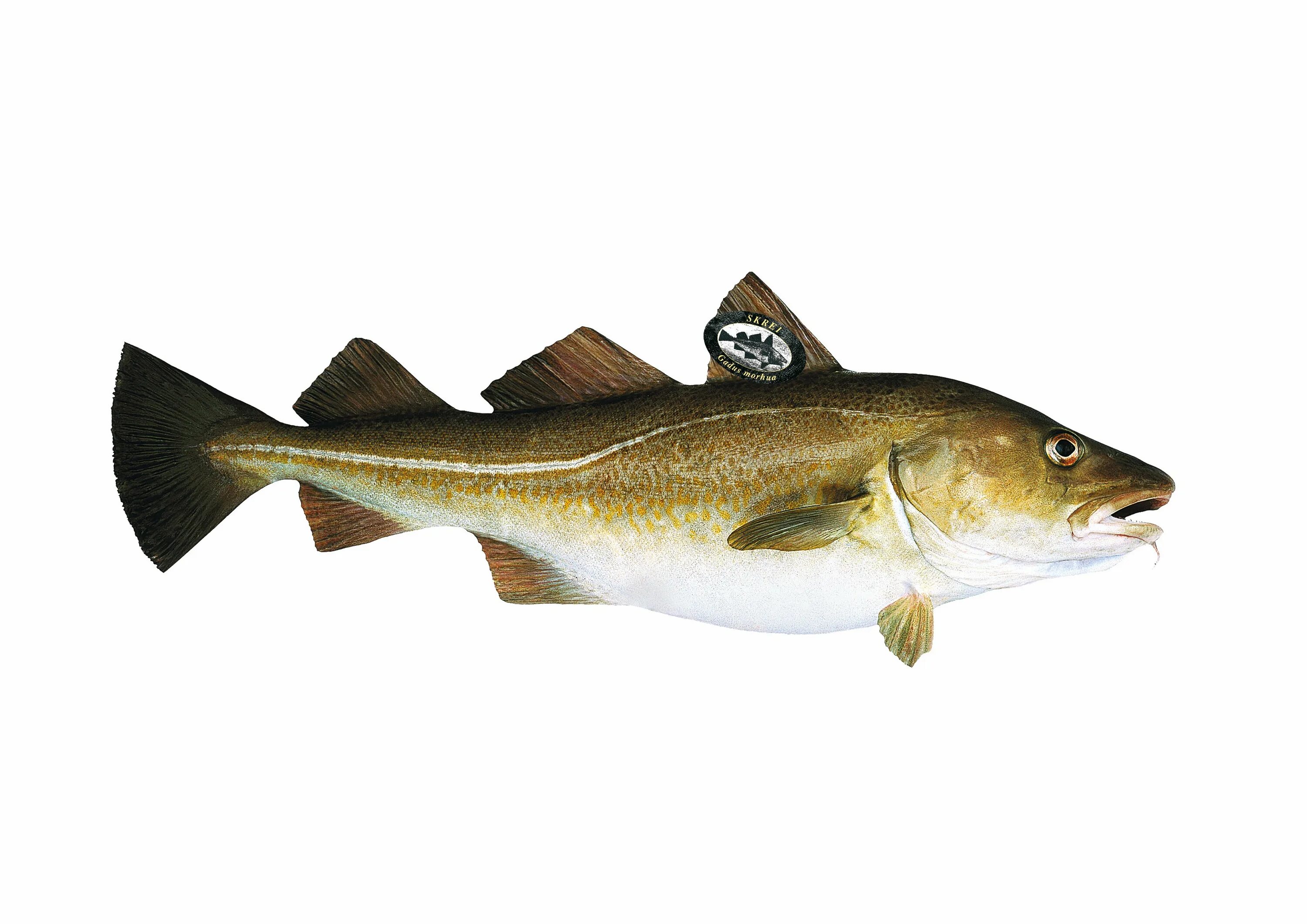 минтай тихоокеанский дальневосточный. как сделать рыба треска. стейк трески жареный. серебряная треска. треска соленая.