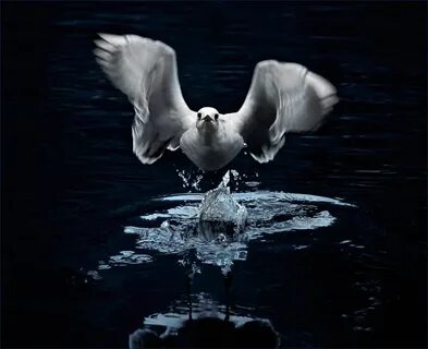 Черно белая птица на воде