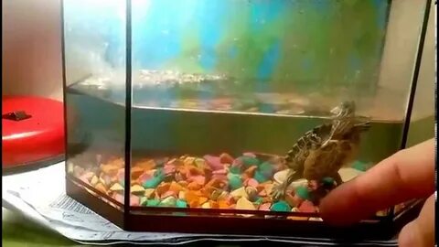 Видео для черепах