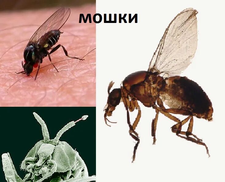 Мошки Simuliidae. Мошки кровососущие мокрецы. Мокрецы фото. Мошки симулиды.