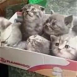 Котята зеленоград в добрые