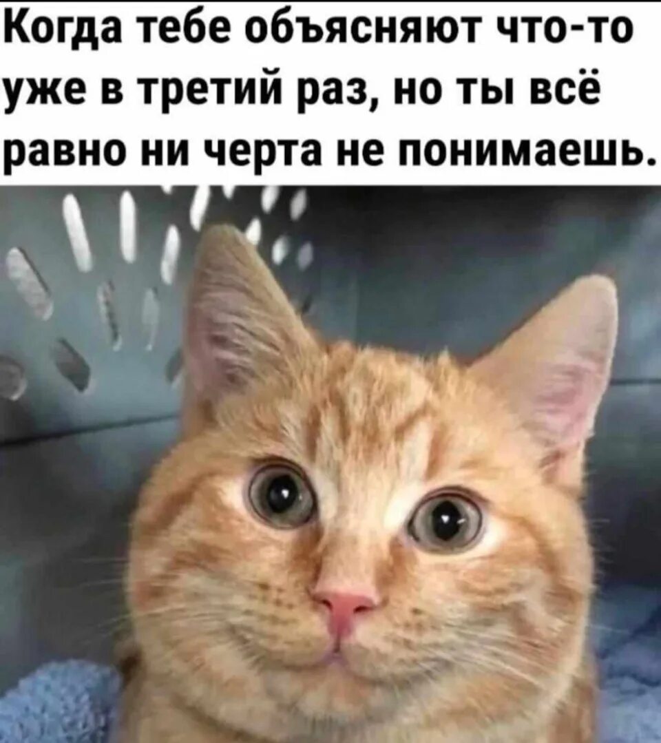 Он просит улыбнись