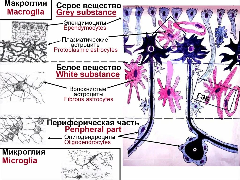 Микроглия нервной ткани. Протоплазматические и волокнистые астроциты. Клетки нервной ткани олигодендроциты. Макроглия клетки.