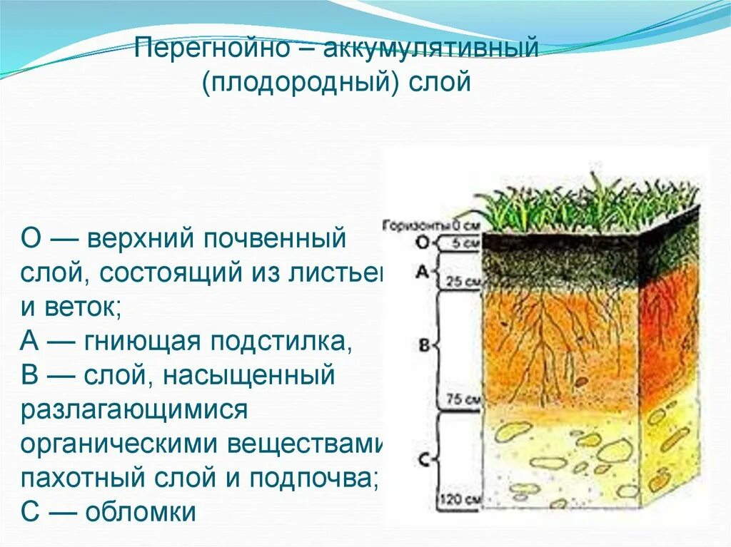 Почва – верхний слой земли. Состав почвы. Схема плодородного слоя почвы. Почвенный профиль 3 слоя. Слои почвы в разрезе. Какая почва менее плодородна