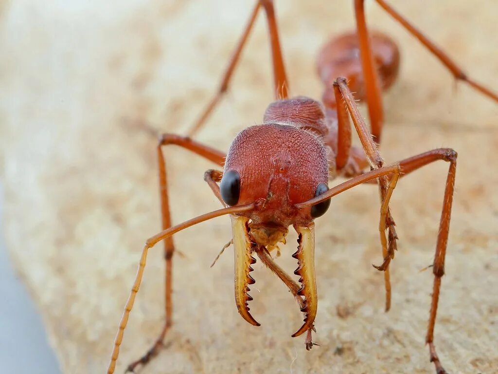 Большой красный муравей. Красные муравьи. Красный муравей паук. Как выглядит красный муравей.
