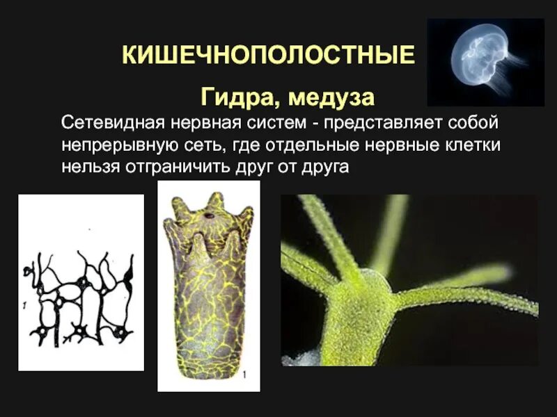 Кто-то съел описание, может даже кот.