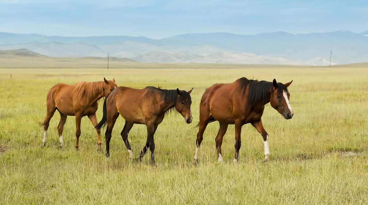 степной тип лошадь. казахская порода лошадей адаи. казах на лошади. казахстан лошади. монголы на конях.