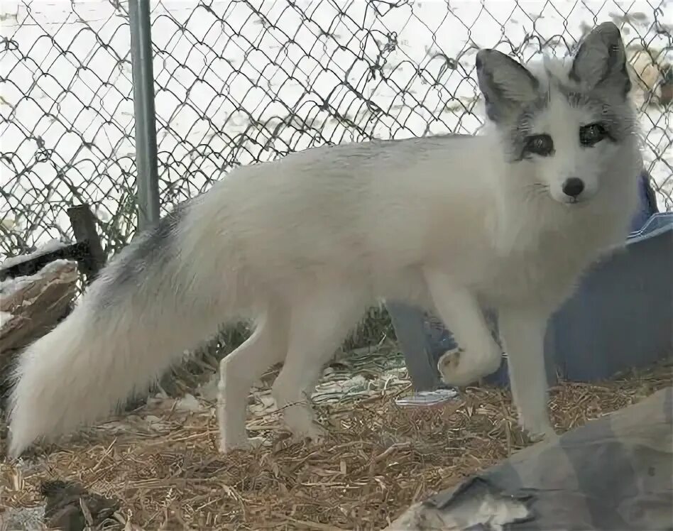 Fox цвет. Канадская мраморная лисица. Мраморная лиса (Marble Fox). Канадиан Марбл Фокс. Окрасы лисиц.