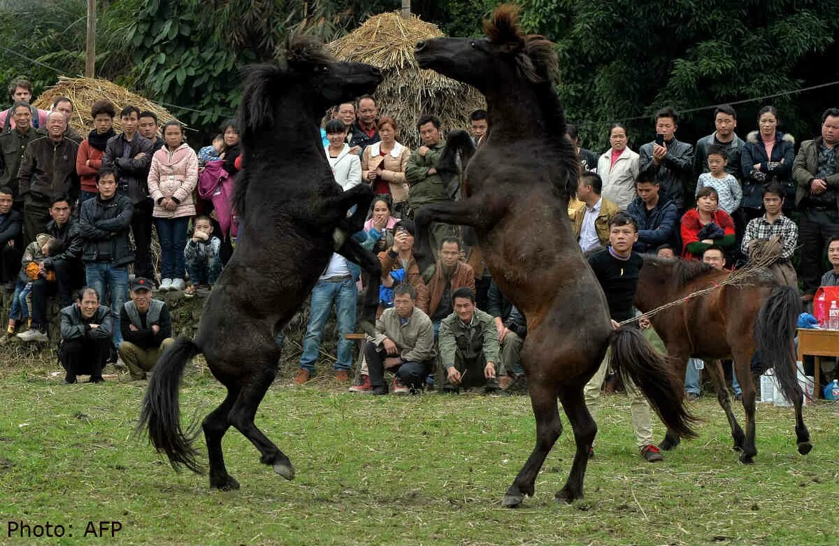 Лошади дерутся. Horse fight. Horse fight. Horse fight. Horse fight.
