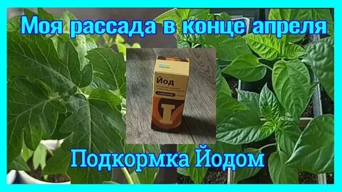Подкормка для помидор роста и толщины