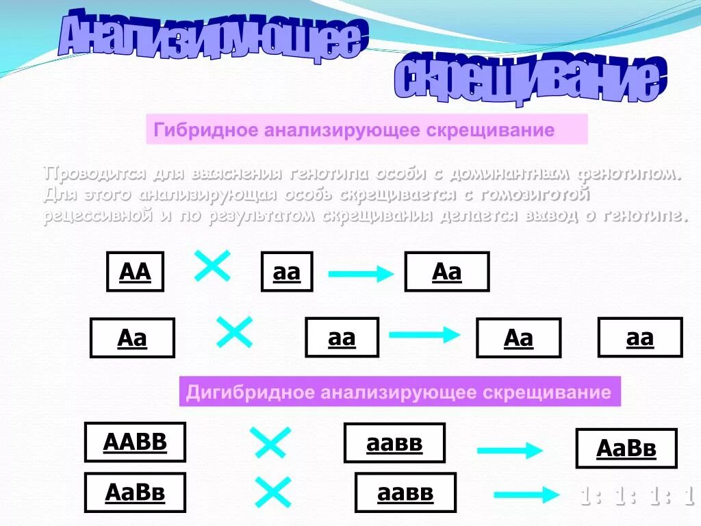 Дигибридное скрещивание аавв аавв. Анализирующее дигибридное скрещивание. Анализирующее скрещивание AABB. Анаоизирующие динибридное скрещевание. Анализирующем дигибридном скрещивании.