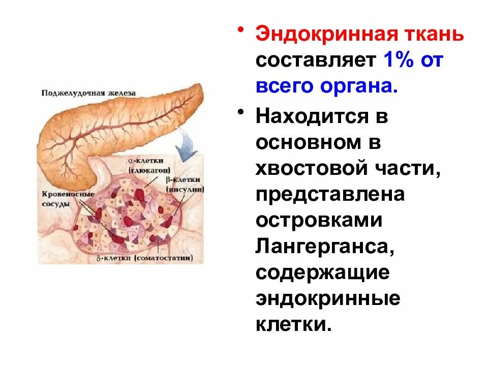 Строение и физиология поджелудочной железы. Поджелудочная железа строение и функции. Эндокринная часть поджелудочной железы. Строение и эндокринная функция поджелудочной железы.