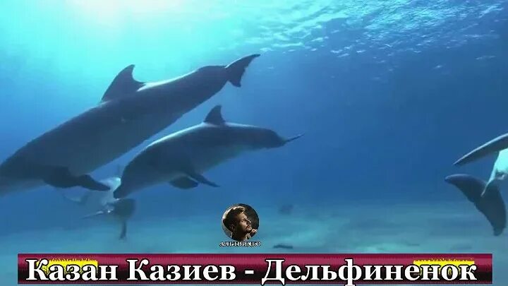 Казиев дельфиненок. Казан Казиев. Дельфинёнок песня. Караоке дельфиненок. Дельфиненок песня слушать