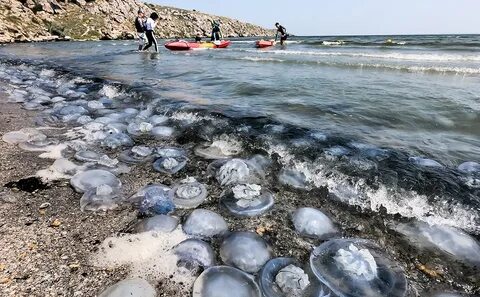 Есть медузы в азовском море сейчас