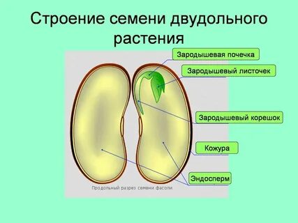 Развитие из зародышевого корешка зародыша семени