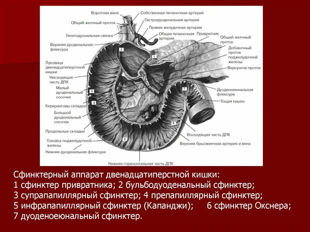 Фиксирующий аппарат 12 перстной кишки. Двенадцатиперстная кишка анатомия. Структура 12 перстной кишки. Строение 12 перстной кишки анатомия.