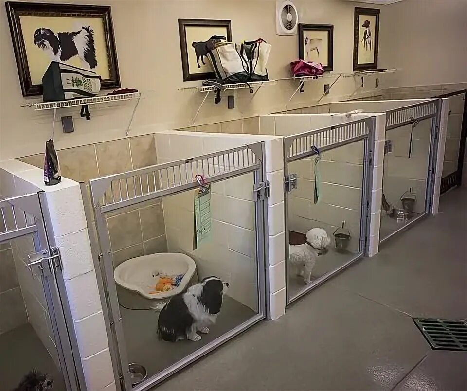 Interesting Cat Trees Cat room, Cat hotel, Cat enclosure