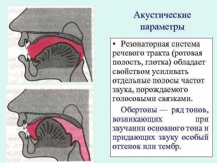 Где находятся резонаторы. Резонаторы в голосовом аппарате человека. Голосовые связки резонаторы. Верхние и нижние резонаторы голосового аппарата. Резонаторная функция носа.