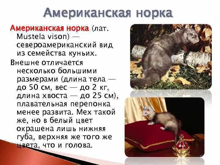 Норка все виды. Пушное звероводство корм. Содержание норки. Норковая звероферма в дании. Норка описание.