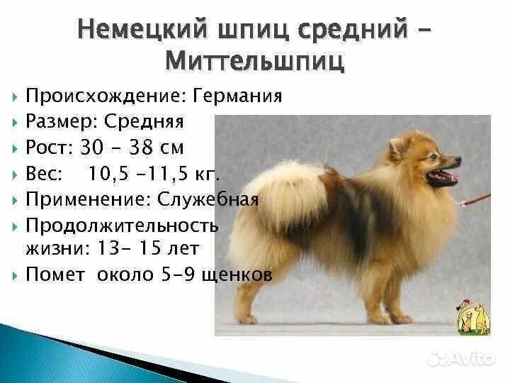 малый немецкий шпиц стандарт вес и рост. немецкий малый шпиц стандарт породы.