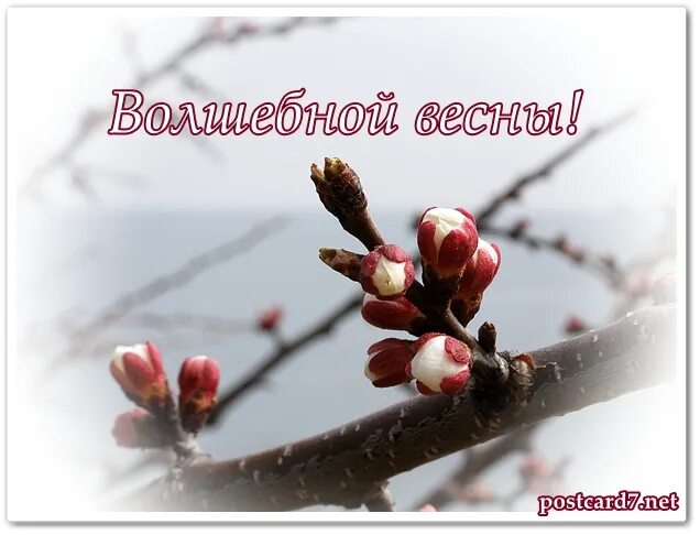 Открытки с весенними цветами. Встречаем весну. Цветы из под снега. Поздравление с первым днем весны. С наступлением весны настроение улучшается ссп.