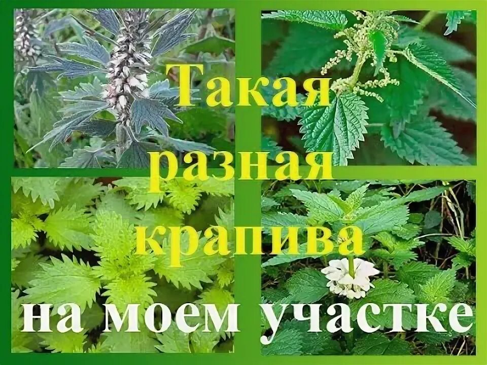 Собирайте крапиву в перчатках огэ